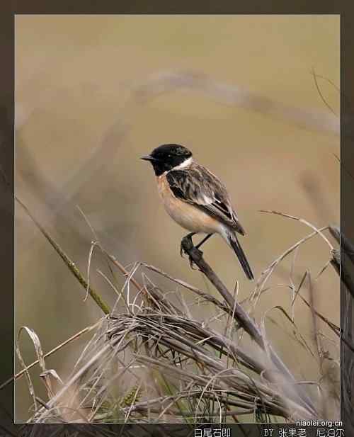 [组图]尼泊尔鸟类奇旺国家公园