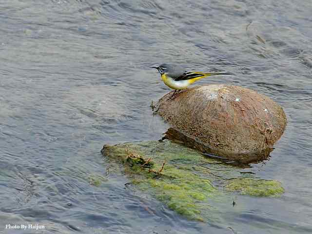十渡的鸟儿看过来