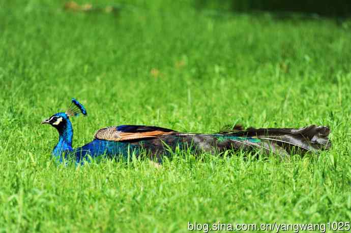 伏天的蓝孔雀