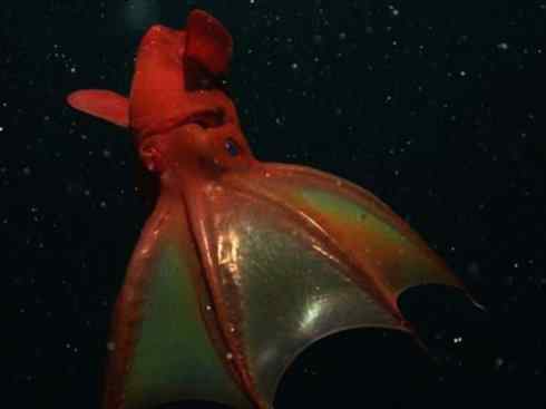 自然奇观:动物大迁徙(乌贼) 自然奇观:动物大迁徙(乌贼)