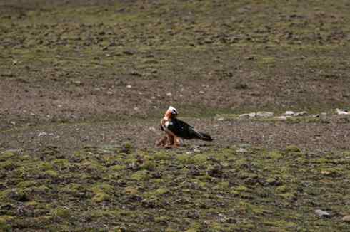 西藏的胡兀鹫