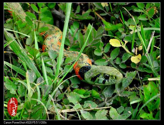鸡冠蛇——虎斑颈槽蛇