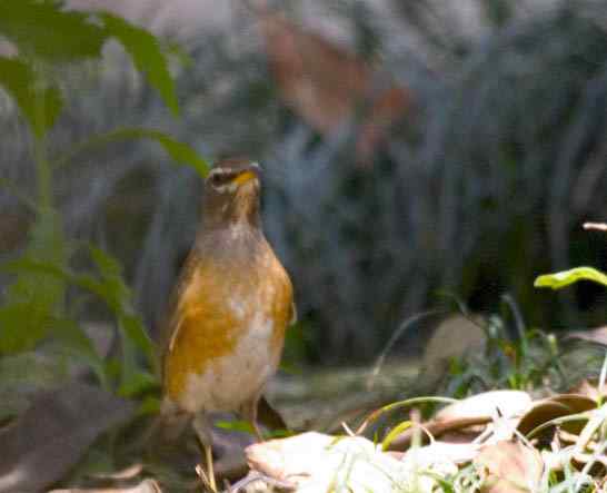 文殊院的白眉鸫