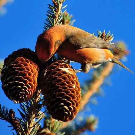 交嘴雀的美丽人生