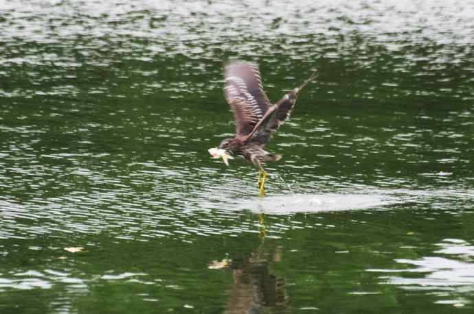 北海也有夜鹭飞(记实版) 北海也有夜鹭飞(记实版)