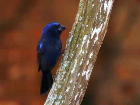 美丽无罪：雀鸟之彩鹀