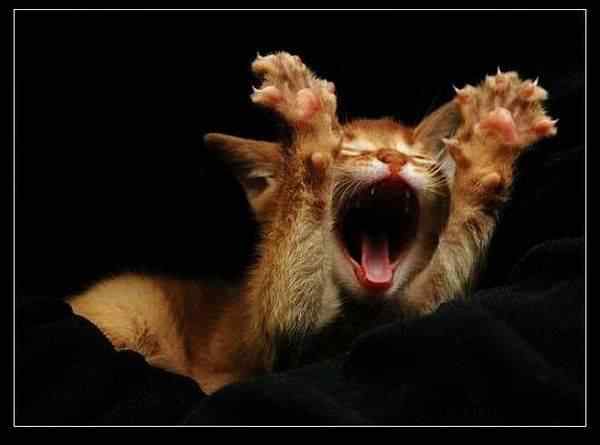 动物世界图片(上)