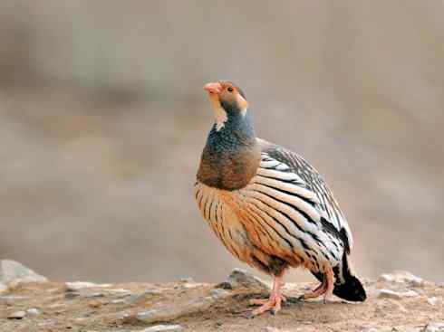 凤凰：传说的鸟原型探秘（鹌鹑）