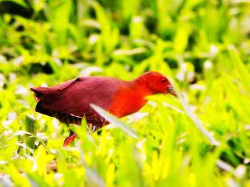 极品红色鸟类:红蜂虎 极品红色鸟类:红蜂虎