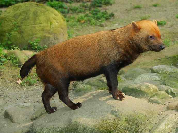 犬科：薮犬亚科薮犬属之薮犬