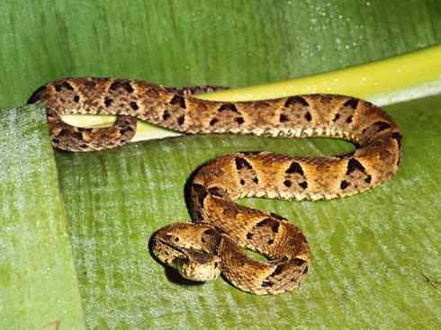 龙：传说的兽原型探秘（响尾蛇类）