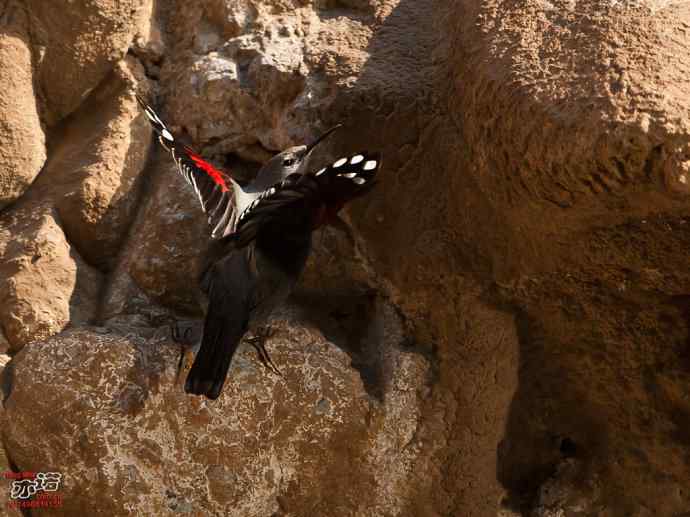 北京十渡 wbr路 wbr红翅旋壁雀 北京十渡 wbr路 wbr红翅旋壁雀