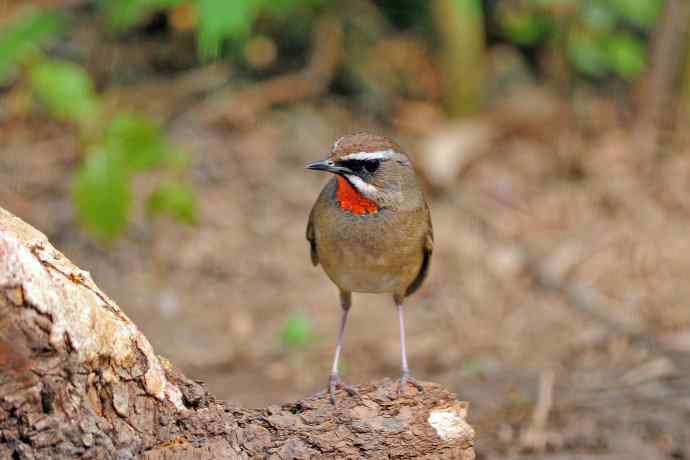 雄性红喉歌鸲（6）