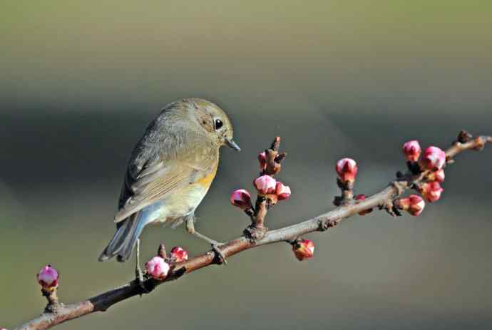 雌性红胁蓝尾鸲（42）