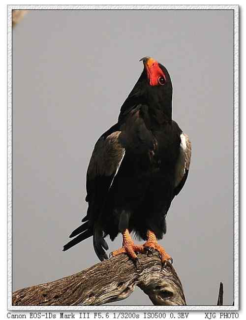 吃蛇的猛禽蛇雕——短尾雕 吃蛇的猛禽蛇雕——短尾雕