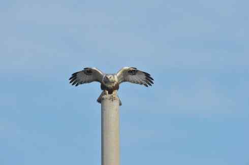 [组图]大庆红旗水库的毛脚鵟