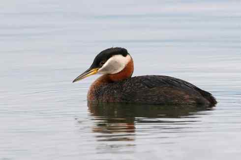 赤颈烚 Red necked Grebe
