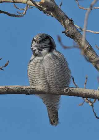 独自歌吟的小猛鸮