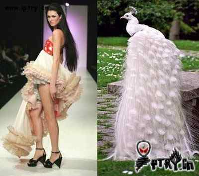 时装模特 VS 鸟儿模特