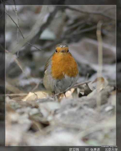 [组图]北京大学欧亚鸲