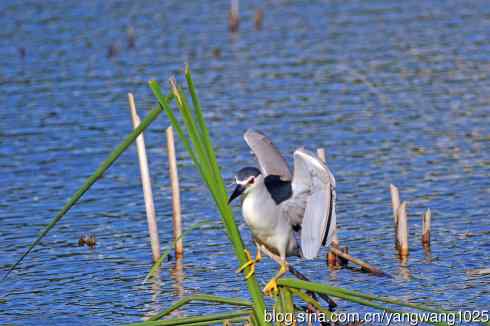 寻鱼的夜鹭（2）