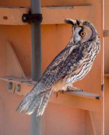 长耳鸮组图欣赏