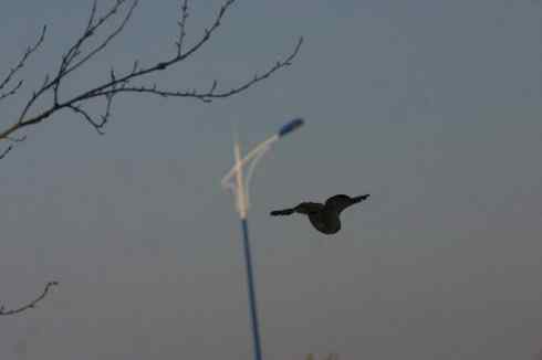 大庆猛鸮的生物链