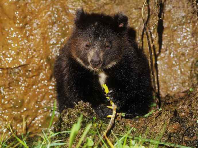 盘点十二大著名食蚁动物:袋食蚁兽 盘点十二大著名食蚁动物:袋食蚁兽