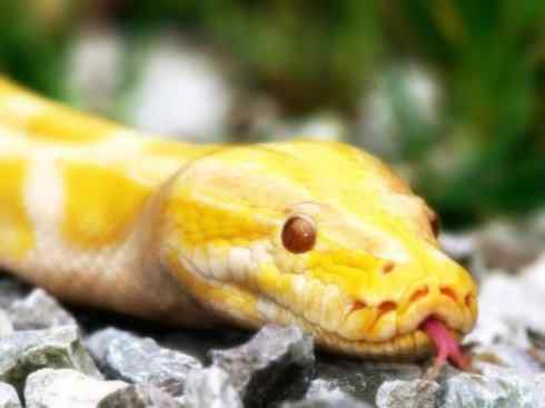 龙：传说的兽原型探秘（蟒蛇类）