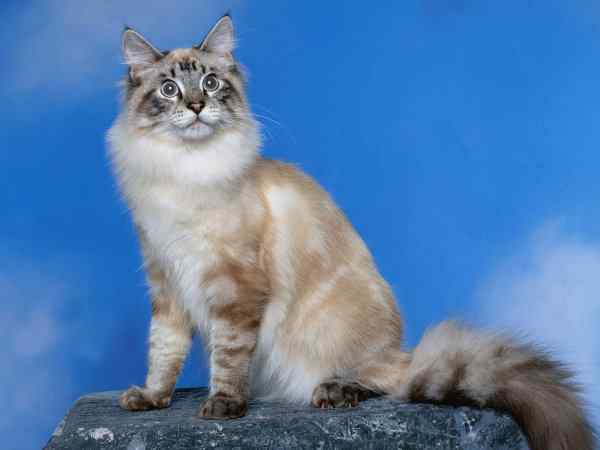 好看的动物图片(2)