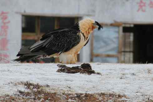西藏的胡兀鹫
