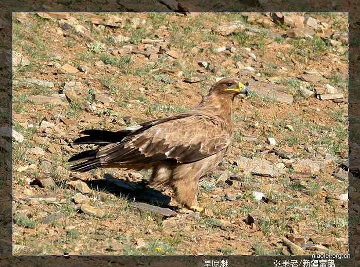 [百图]新疆鸟类(124p)