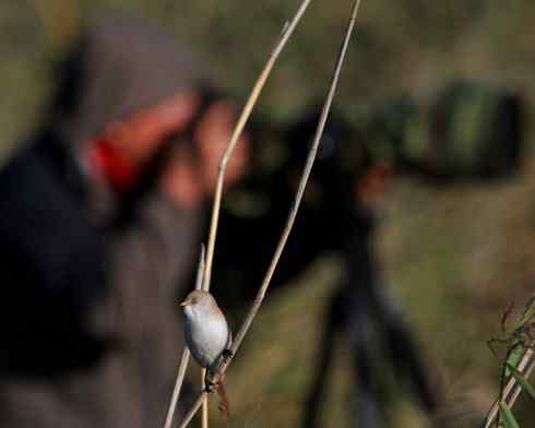 观鸟摄影之趣——人与鵟