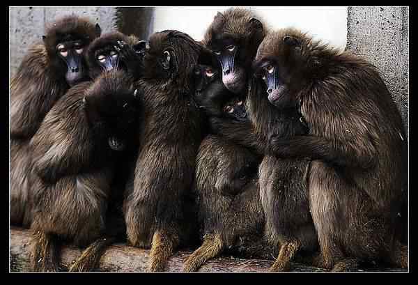 动物世界图片(下) 动物世界图片(下)