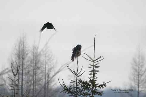 [组图]乌鸦驱赶乌林鸮