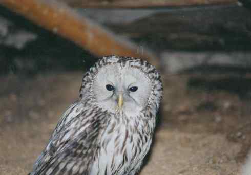 长尾林鸮 Ural Owl