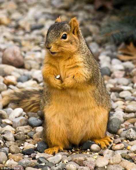 可爱松鼠 喂鸟器上偷吃坚果