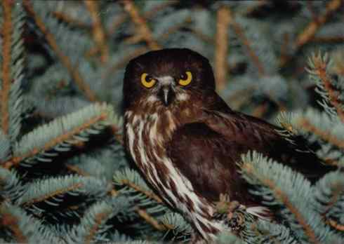 猫头鹰之鹰鸮 Brown Hawk Owl