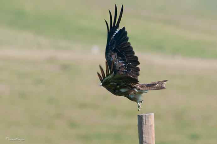 【综合】草原猛禽