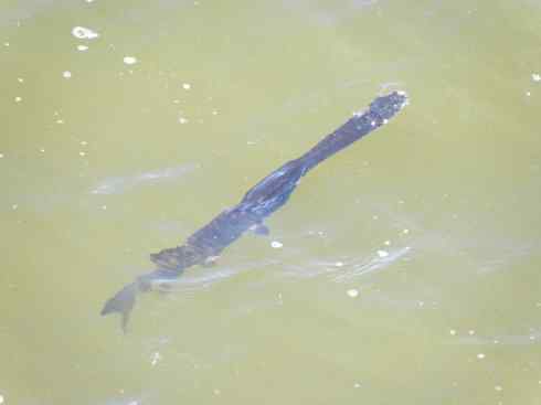 鱼类活化石：匙吻鲟科