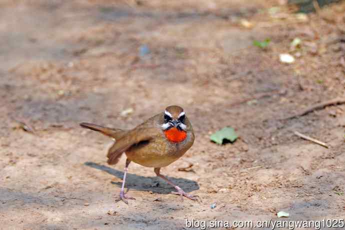 雄性红喉歌鸲（19）
