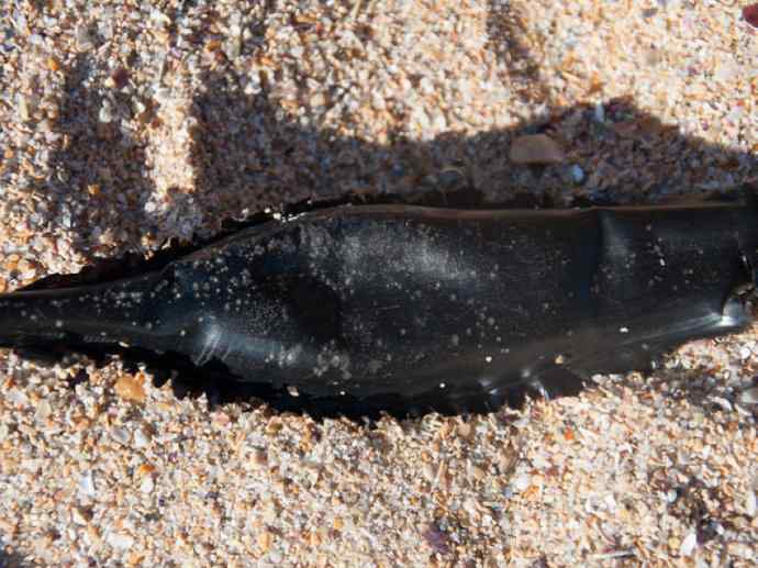 鱼类活化石：叶吻银鲛