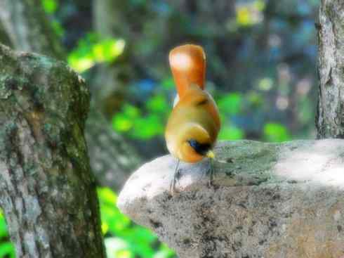 家禽驯化之源之十六