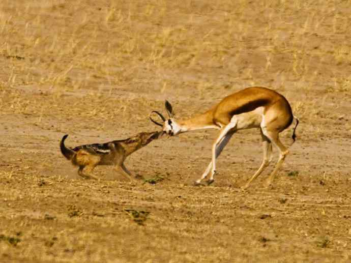 犬科：犬亚科犬属之金豺、黑背豺（胡狼类）