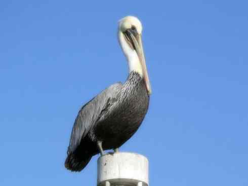 猎奇：奇特的鸟喙之十