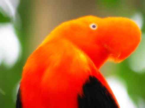 美丽无罪：雀鸟之欣赏