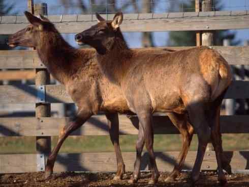 麒麟：传说的兽原型探秘（麋鹿）