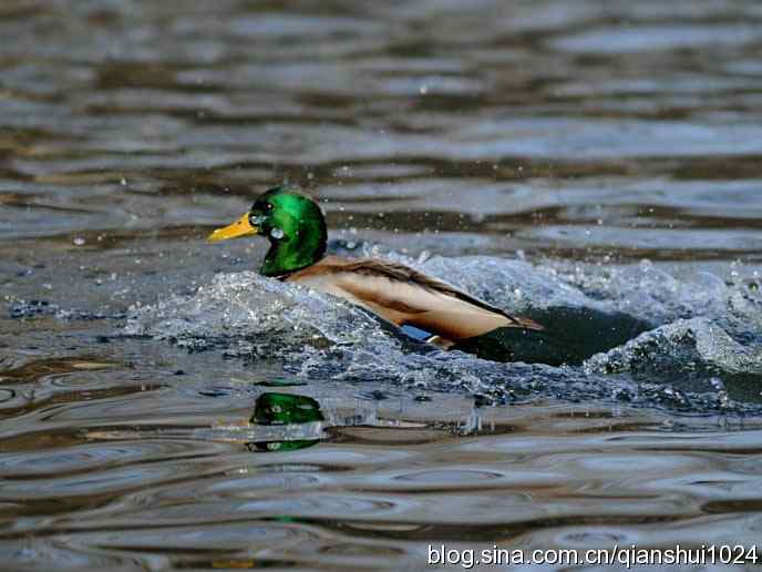水禽湖冬季运动会