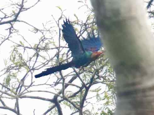 绝色攀禽：戴胜与林戴胜