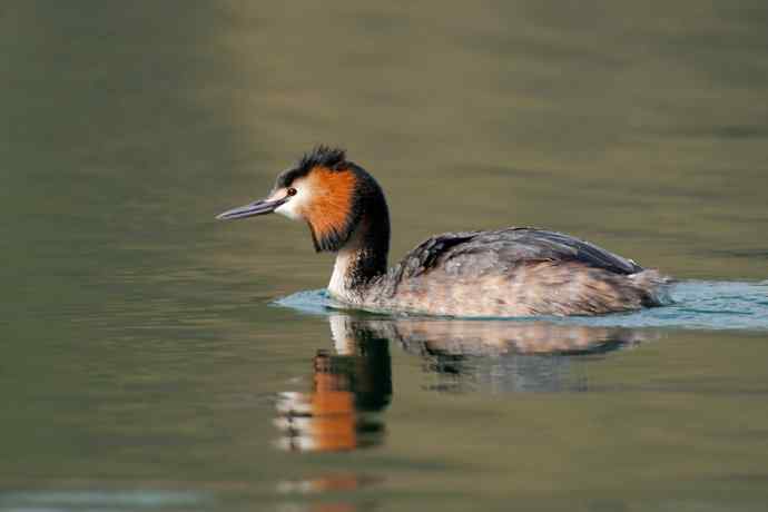 晨拍凤头鸊鷉 晨拍凤头鸊鷉